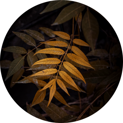 Big brown leaf & Golden brown Leaves