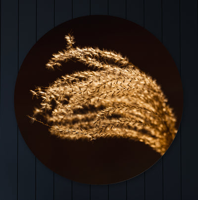 Rietpluim in goud zonlicht - Mayra Fotografie
