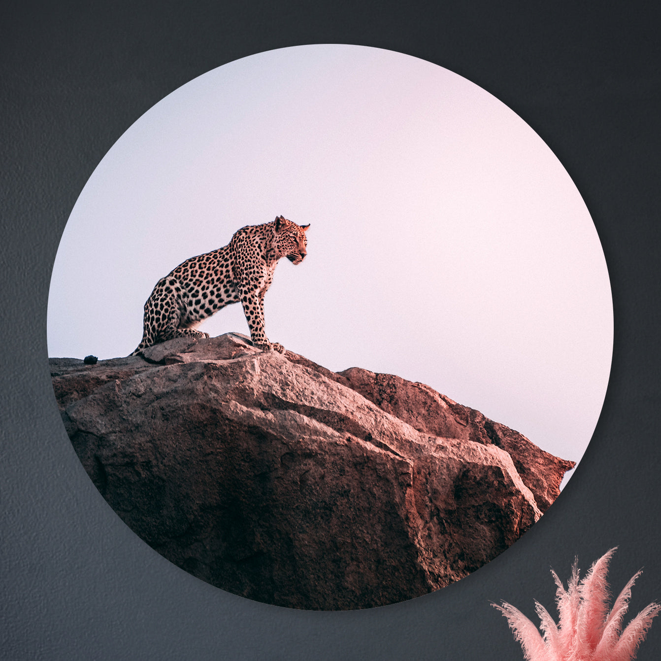 Mountain Cheetah