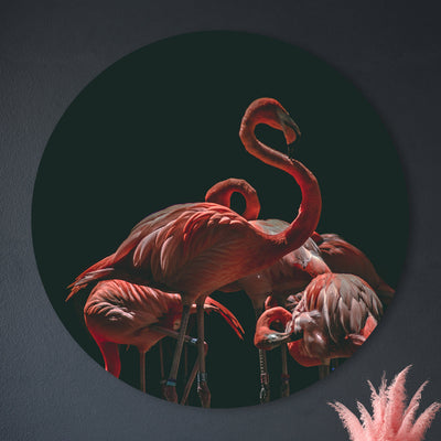 The Flamingo Family