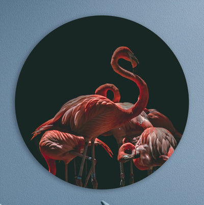 The Flamingo Family